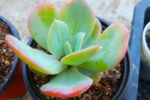 多肉白凤开花吗？白凤，在最美的年华遇见最好的自己