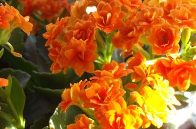 怎么养好长寿花