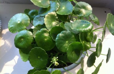 铜钱草怎么土培 铜钱草土养的方法