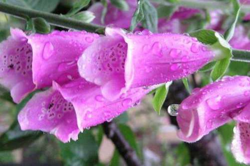 毛地黄的花语，毛地黄传说中不诚实的花朵