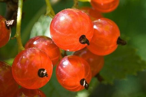 醋栗图片，醋栗 果实界里的珠宝颜值