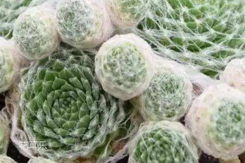 我的妈呀，看一眼都要美醉了，蛛丝卷绢为什么会吐丝？蛛丝卷绢养殖方法和注意事项