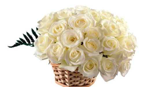 香槟玫瑰的花语是什么？