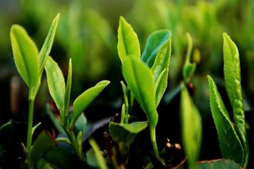 井冈翠绿是什么茶？井冈翠绿一口鲜，不负人间四月天