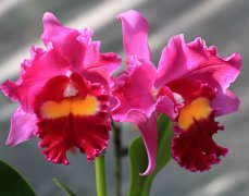 卡特兰花语及赠花礼仪