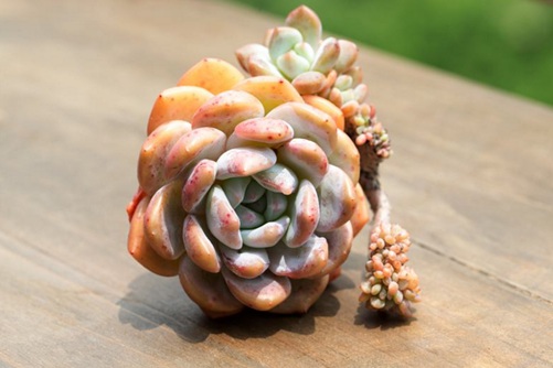 橙梦露怎么养?简单几步养出性感漂亮的橙梦露多肉