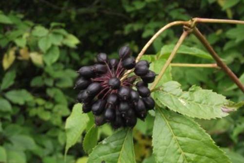 五加皮的功效与作用，五加皮 食药两用的神奇宝贝