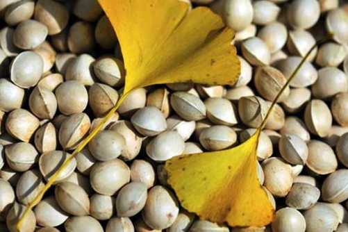 白果的功效和作用，小小白果胜补药