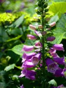 不同颜色的毛地黄花语及传说