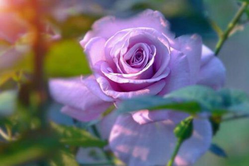 月季花图片，四时如春情满怀 月月花谢花又开