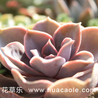 最有少女感的多肉—紫珍珠黑腐怎么办