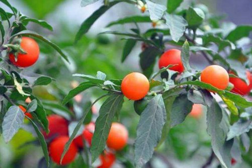 冬珊瑚能吃吗？冬珊瑚果实好看千万不能吃