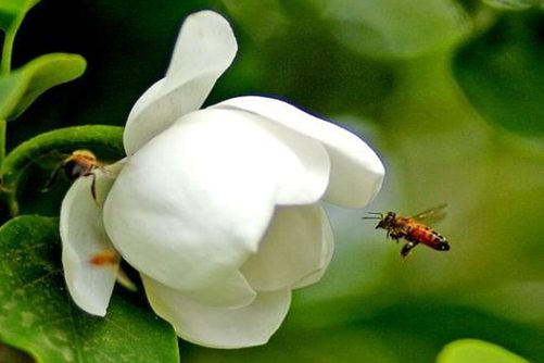 天女花的花语，天女花人间最圣洁的花