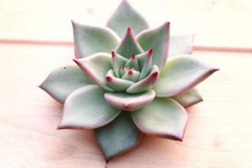 朱丽叶多肉怎么养，多肉朱丽叶图片欣赏