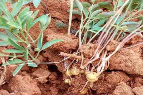 醋延胡索经期能吃吗？别担心 醋延胡索经期能吃