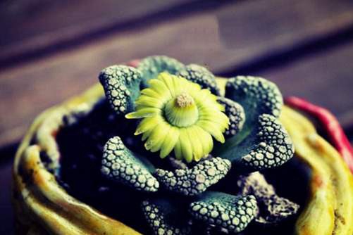 天女冠多肉养殖,要养出开菊状小黄花重点要控制好水分