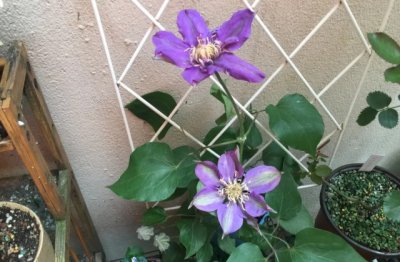 铁线莲怎么养殖方法