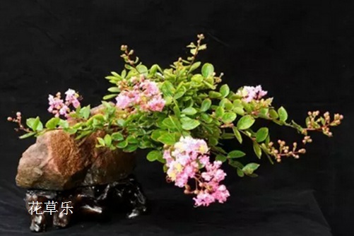 你的紫薇会"凹造型"吗？紫薇盆景修剪方法和养护管理