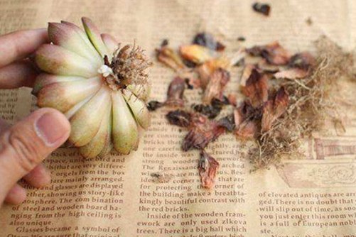 多肉网购回来如何处理,3个技巧帮你养好网购回来的多肉