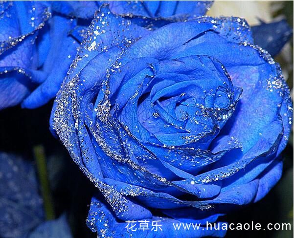 教你辨别蓝色妖姬真伪