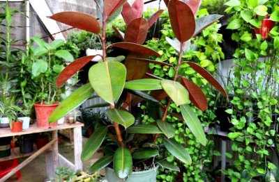 橡皮树的种植及管理