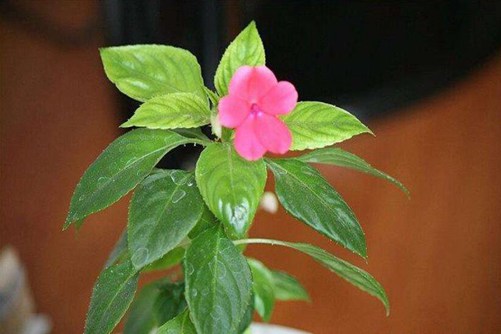 玻璃翠的养殖方法和注意事项，原来玻璃翠这样养花开得红艳