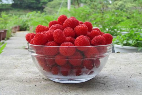 空心泡的功效与作用，空心泡又香又甜，还能治咳嗽