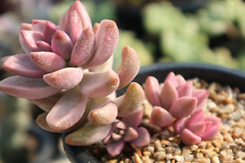 胧月多肉怎么养？你是散落在民间的胧月公主？