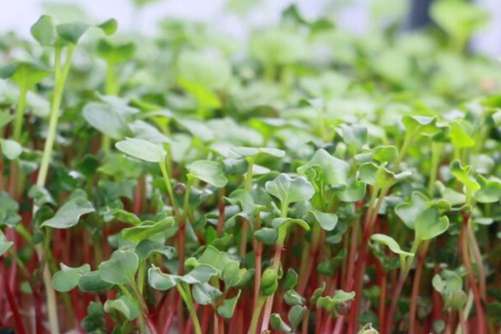 芽苗菜如何种植？学会这招，芽苗菜你在家就可以种植
