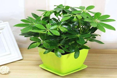 鸭脚木寓意，鸭脚木能辟邪有志高存远的含义