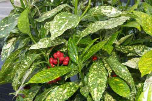 桃叶珊瑚和洒金珊瑚的区别，桃叶珊瑚、洒金珊瑚哪个是你的菜