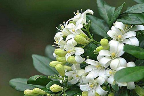 盆栽七里香花的养护秘诀，七里香花这样养花香醉人