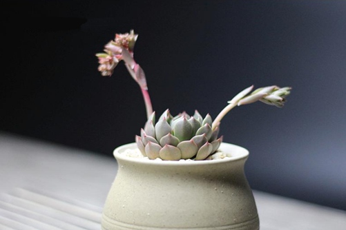 奥利维亚怎么养 奥利维亚养殖方法:注重控水并赋予充足日照