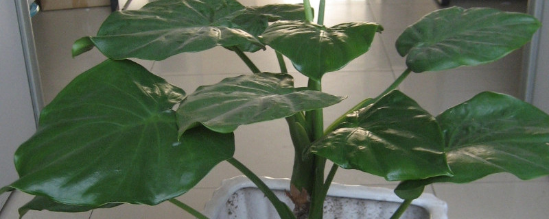 滴水观音折断还能活吗