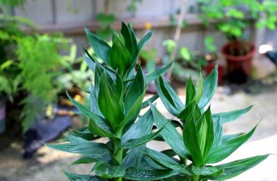 富贵竹怎么养土养殖