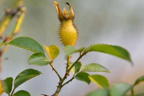金樱子泡酒的功效，金樱子泡酒除了益气生血还有很多好处