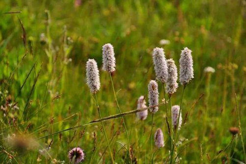 珠芽蓼的作用与功效，珠芽蓼有清热解毒 散瘀止血和止泻疗效
