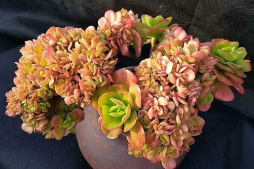 多肉植物品种怎么区分？注意这些细节就不会傻傻分不清了