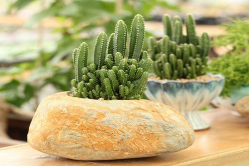 万重山的养殖方法 好看又好养，还能化煞招财