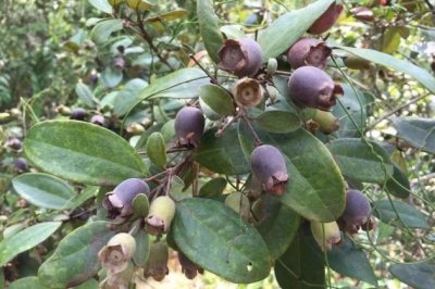 桃金娘，承包了我童年味蕾的美味野果！