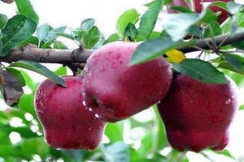 蛇果和苹果哪个热量高？蛇果和苹果有什么不同