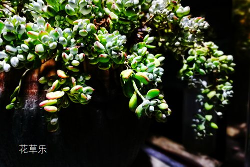 多肉达摩福娘养护，达摩福娘这么养就能饱满爆盆、香气四溢