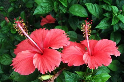 扶桑为什么不能在家养，其实和扶桑的谐音有关