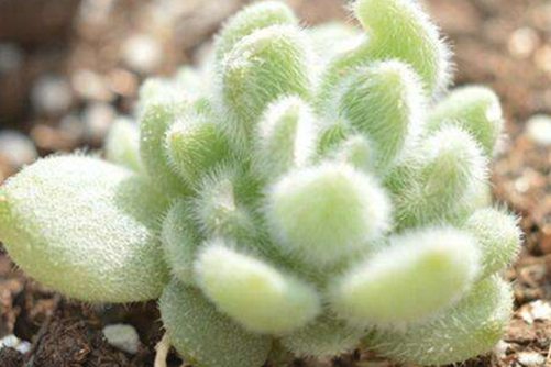 一些常见的多肉植物开花？这些多肉植物开花，美炸了