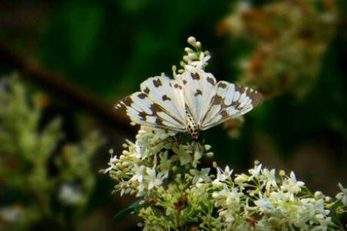 山指甲图片，山指甲花如雪 花香奇