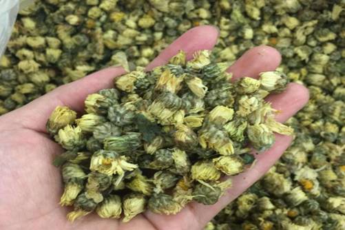 杭白菊的功效与作用，杭白菊性寒孕妇及虚寒者少饮