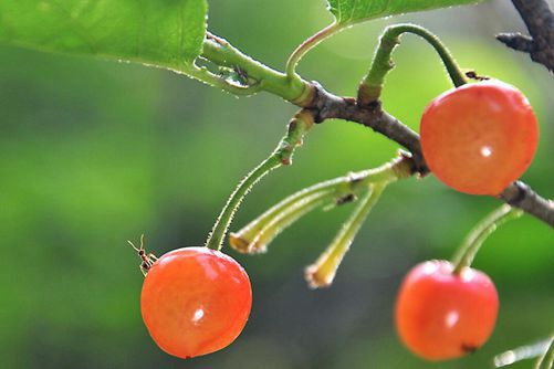 山樱桃可以泡酒吗？山樱桃泡酒的做法