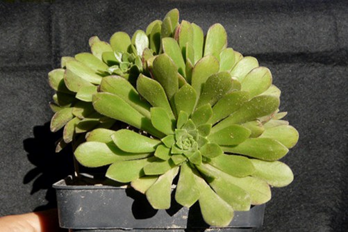 冰羽门客法师怎么养？简单几步就可以让冰羽门客法师出状态