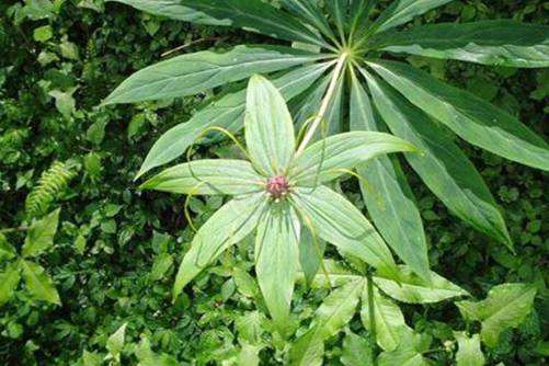 七叶莲的养殖方法，七叶莲的药效和风水作用介绍