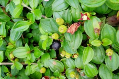 地菍子，70、80农村娃童年中的美味野果！